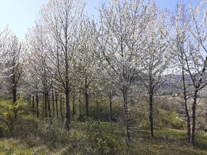 דירות אוצאנו דל'אמיליה Ai Boschi מראה חיצוני תמונה